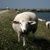 Evil Dyke Sheep - Sylt #2