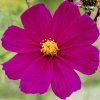 Flora #2 - Purple